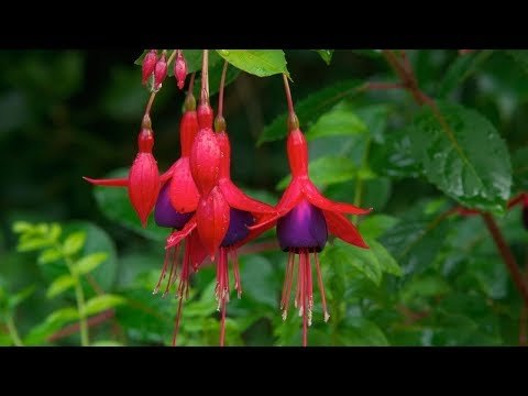 Jardinería. Arbustos de flores pequeñas