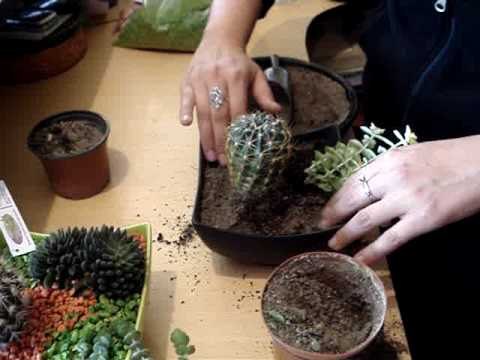 Decoración con cactus