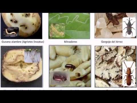 Insecticida casero y ecológico para plantas