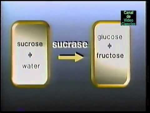 Producción de enzimas - Química Orgánica 6/6