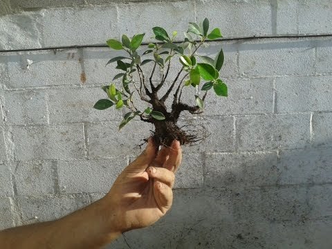 Cómo hacer un mini bonsai 