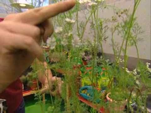 Cultivo del cilantro en casa