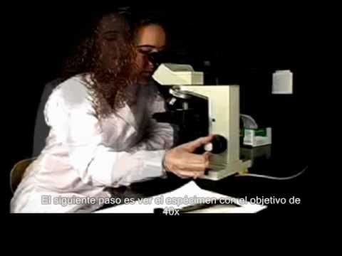 Cómo usar un Microscopio Óptico