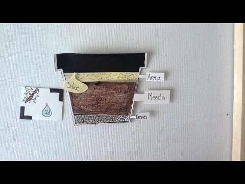 Cómo cuidar cactus 1/2