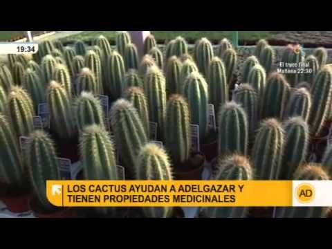 Propiedades de los cactus