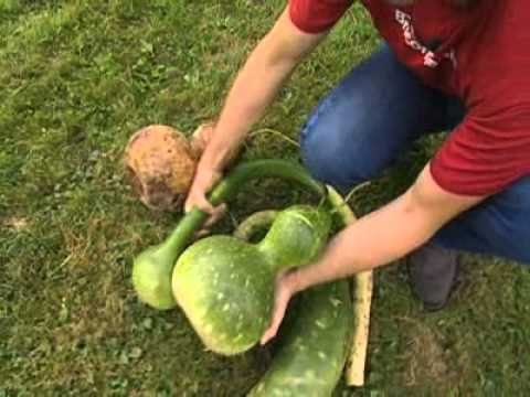 Cosecha de la calabaza