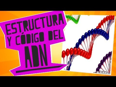 Estructura del ADN