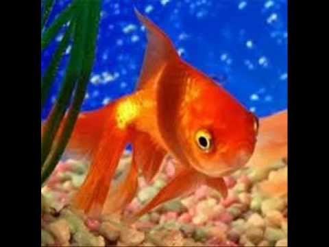 Cuidados de un pez GoldFish