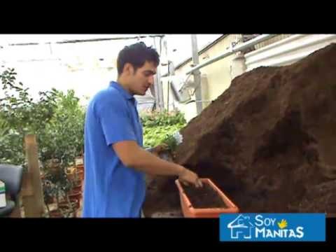 Las plantas de otoño-invierno más resistentes