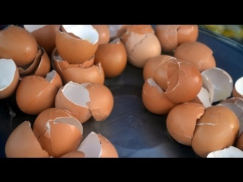 Aportar calcio a las plantas con cáscaras de huevo