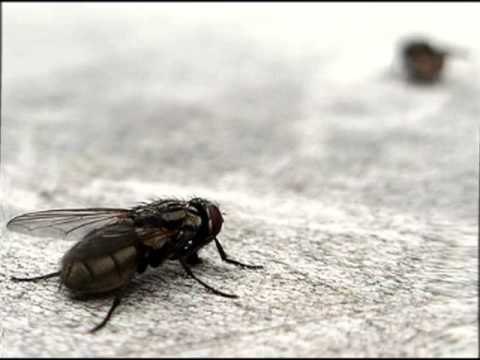 Ahuyentar las moscas de la casa