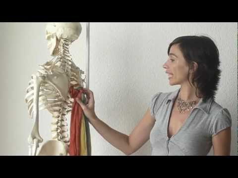 Cómo "enderezar" la espalda
