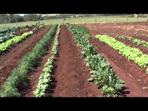 Como preparar la huerta familiar