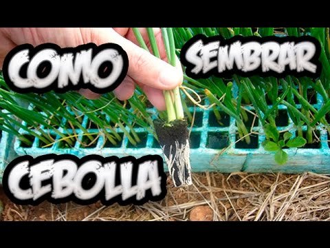 Sembrar Cebolla
