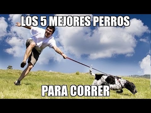 Perros para correr