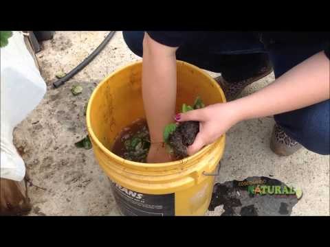 Cultivo de fresa en tubo de PVC