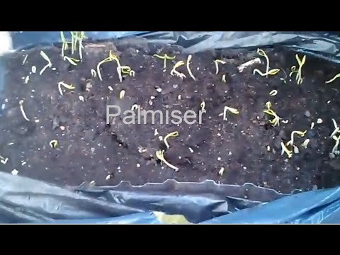 Plantas de tomates en cinco días 