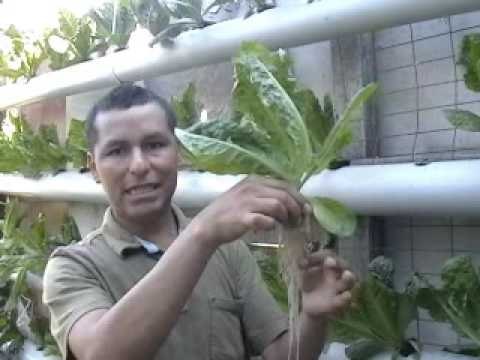 Que es la Hidroponia?