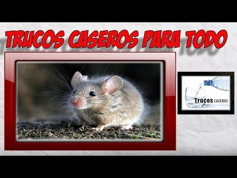 Remedios contra ratones