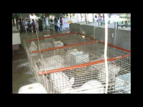 El negocio de la cría de conejos