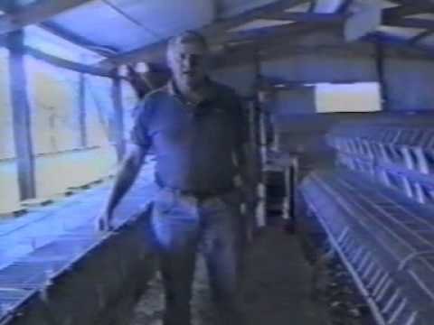 Cría rentable del conejo