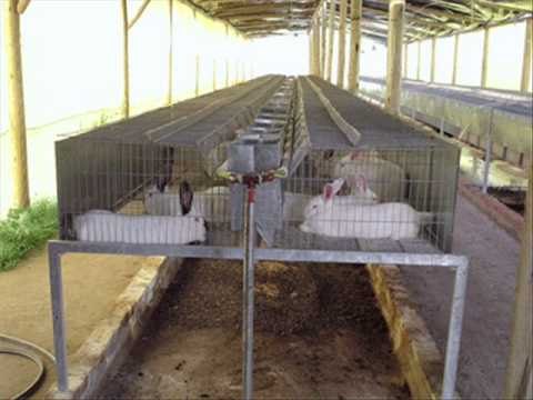 Cria de conejos - Instalaciones en ambientes controlados