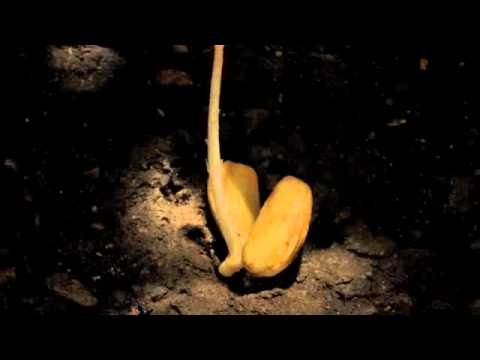 Nacimiento de un arbol en cámara lenta