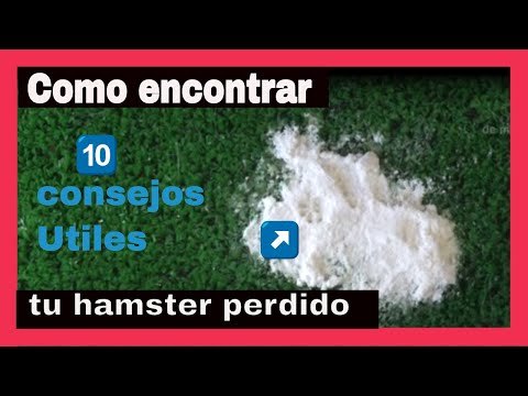 Se perdió tu hamster? Como encontrarlo