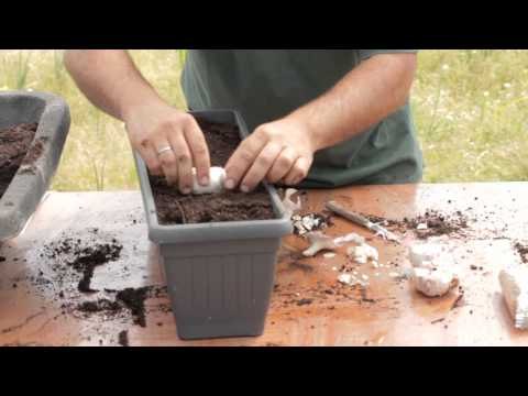 Sembrar ajos en macetas