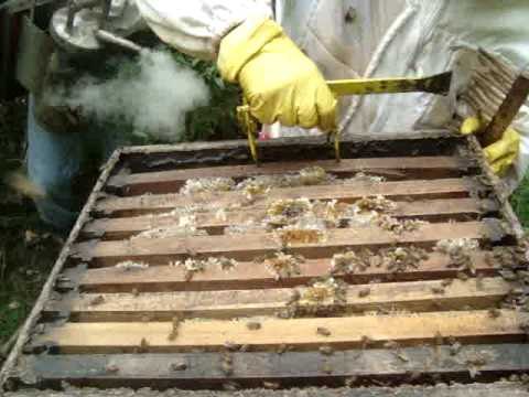 Apicultura - cosecha de miel de abejas