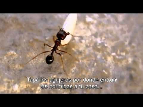 Eliminar las hormigas de la casa