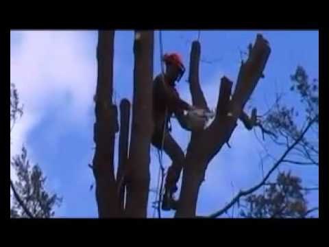 Podar un arbol alto - Técnicas de trepa con cuerda