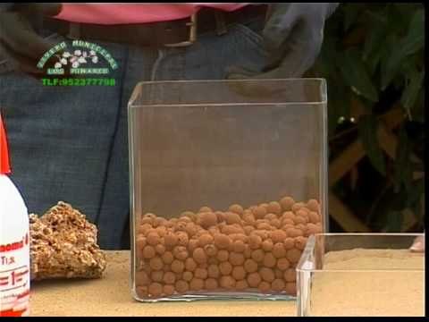 Jardinería - Helechos 2/3