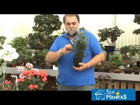 Cómo cultivar laurel