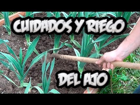 Cuidados  del cultivo de ajos