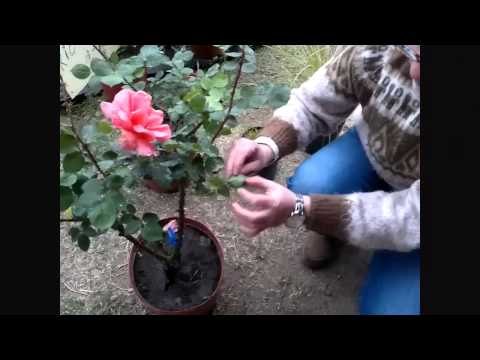 Cómo podar las rosas