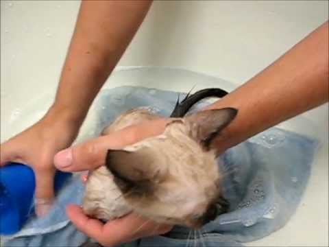 Bañar correctamente al gato por primera vez