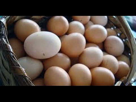 Producición de huevos ecológicos