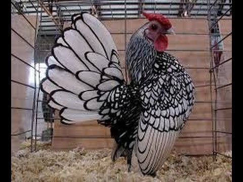 Diferentes clases de gallinas