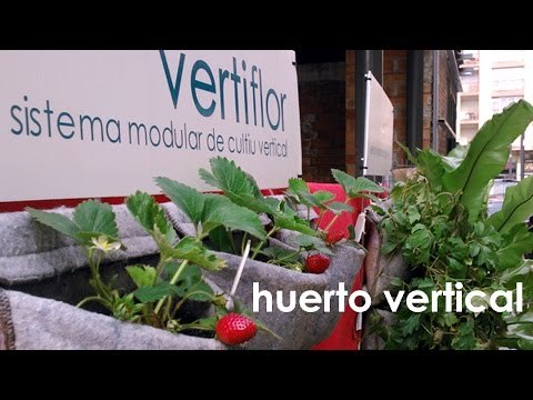 Huerto de fresas y verduras en casa