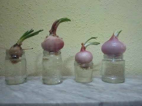 Cultivar cebollas en casa