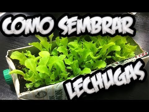 Sembrar Lechugas Con Exito