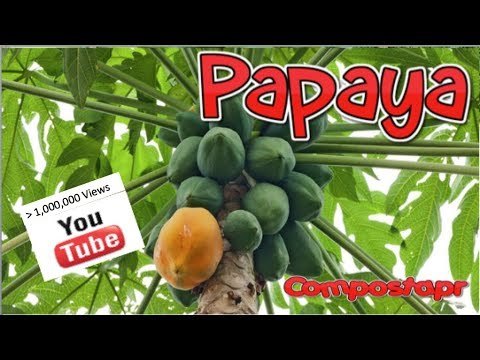 Papaya en el huerto