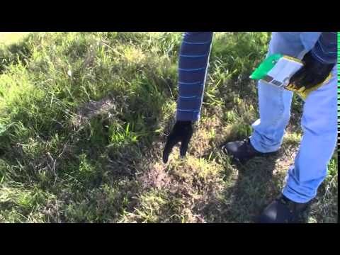 Eliminar las hormigas del jardín