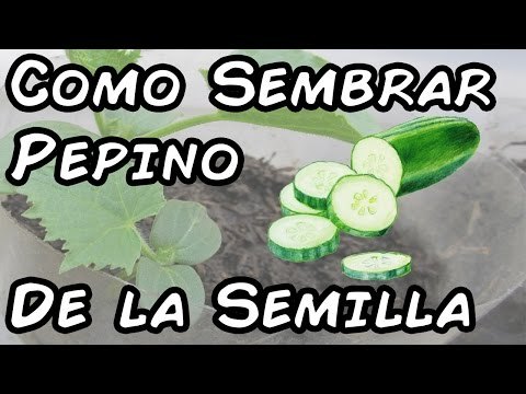 Cultivo de pepino en casa
