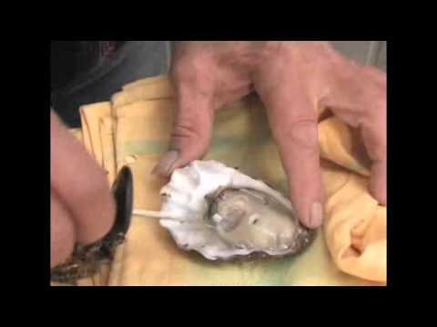 Como conservar y preparar ostras