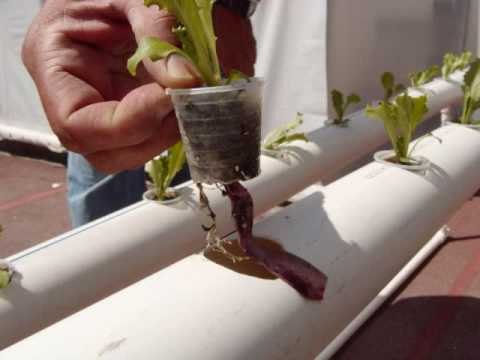 Cultivo hidropónico casero