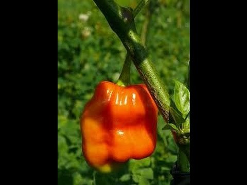 Cultivar Aji (1)
