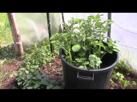 Cultivo de patatas en cubo