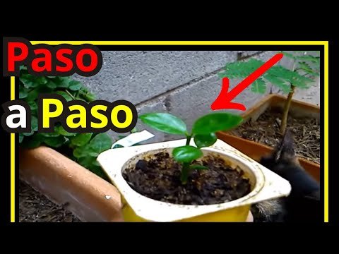 Preparación de semillas de limón para que germinen